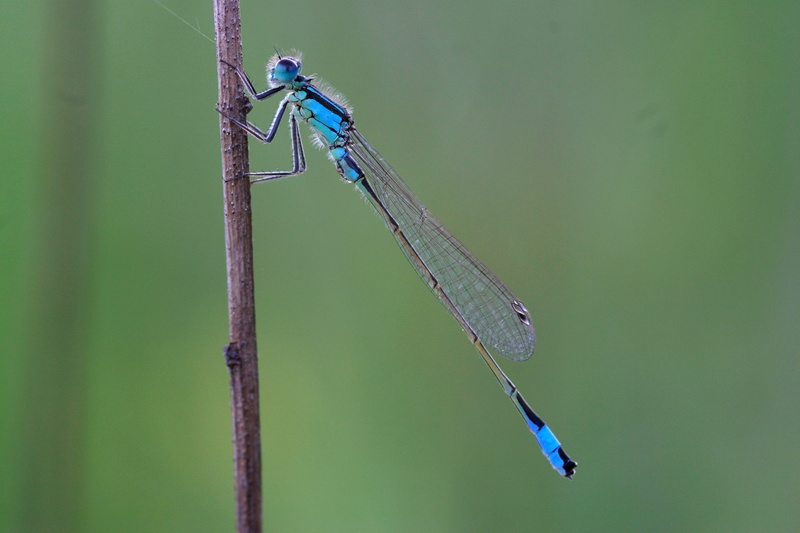 animal wing, unlucky dragonfly, plant, 2K, animal themes, invertebrate, green color, insect, nature, animal wildlife, damselfly, one animal, blue, animal