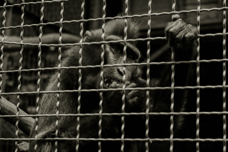 cried, sedih, animal wildlife, wildlife, cries, 5K, sad, animal head, cow, fence, ape, animal body part, dramatic, animal, zoo, nangis, emotion, monkey