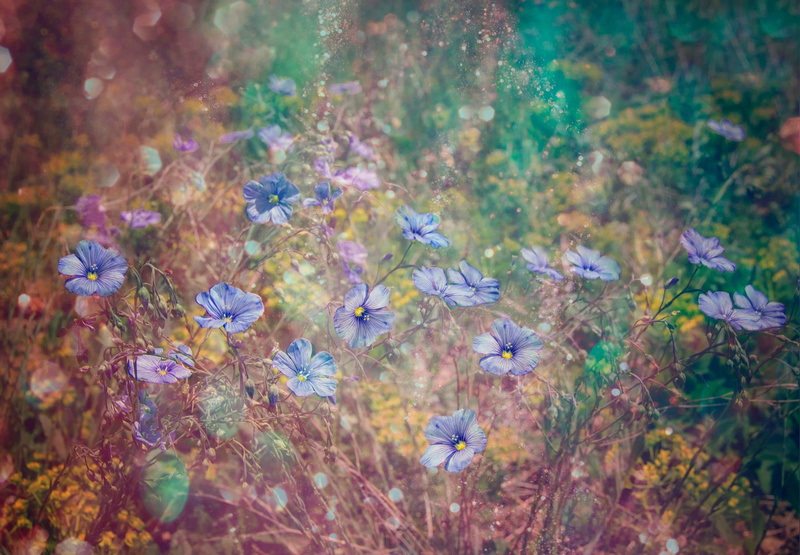 flowers, 1080P, glitter, texture