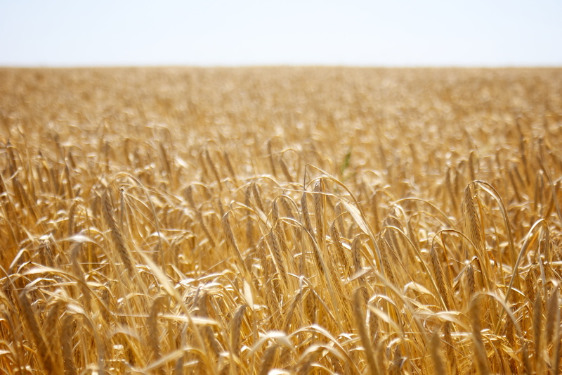 sal1870, seed, food, brown, Wheat, focus, ripe, golden, selective, 4K, agriculture, grasses, Ukraine, nature, gold Colored, summer, yellow, rural Scene