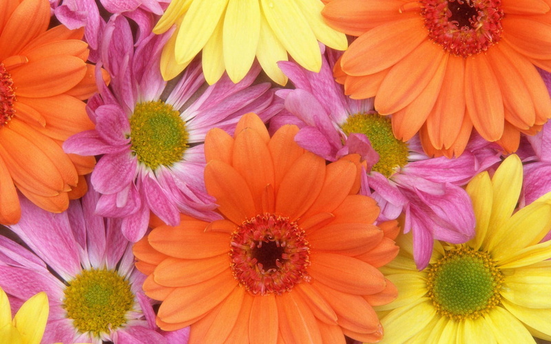 1080P, daisies, fresh, flowers