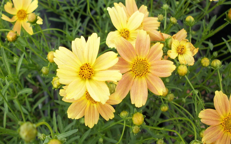 yellow, 1080P, flowers, nature, leaves, coreopsis, stem, green, flower, daylight, center, petals, nature and lands, daisy
