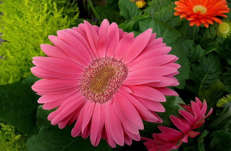 plant, yellow, outdoors, flowering plant, gazania, purple, flower Head, multi Colored, single Flower, gerbera, daisy, green Color, inflorescence, blossom