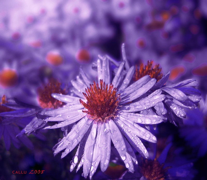 scent, trees, flowers, garden, gentle, 1080P, tend, lovely, water, bloom, spring, beautiful, sweet, pollen, petals, pretty, leaves, daisy, white