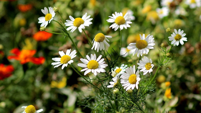 flower, fragility, season, wildflower, flower Head, nature, multi Colored, flowers, plant, leaves, chamomile Plant, no People, yellow, chamomile, freshness