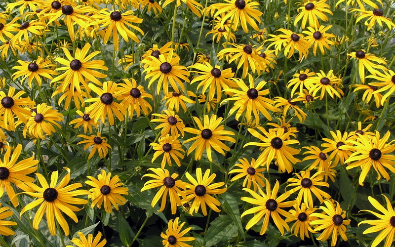 garden, flowers, 1080P, close-up, flowering plant, vulnerability, rudbeckia, yellow, freshness, petal, black-eyed susan, fragility, no people, flower