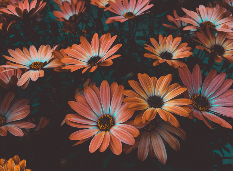 no people, flower head, freshness, flower, nature, delicate, full frame, pollen, summer, flowers, decoration, inflorescence, leaves