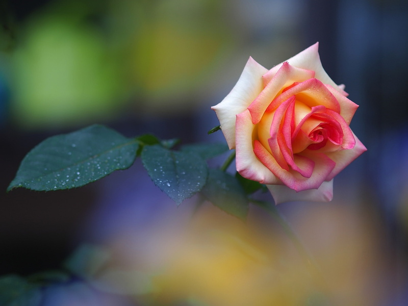 plant, flower, beauty in nature, inflorescence, 1080P, focus on foreground, water bubbles, close-up, fragility, vulnerability, freshness, pink, flowering plant