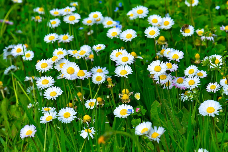 blossom, pollen, leaf, sunlight, flower head, leaves, rural Scene, land, summer, growth, white, environment, grass, marguerite, plant, backgrounds, yellow