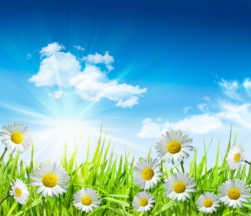 rural Scene, blossom, flowers, idyllic, beauty, pasture, sunbeam, growth, sun, blue, grass, field, cloudscape, landscape, beauty In Nature, bright, freshness