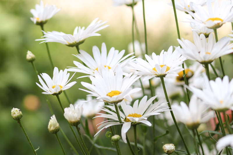 grow, head, magnificent, botanical, meadow, environment, petal, outdoors, soft, yellow, rays, no one, no people, plants, flower head, plant stem, focus