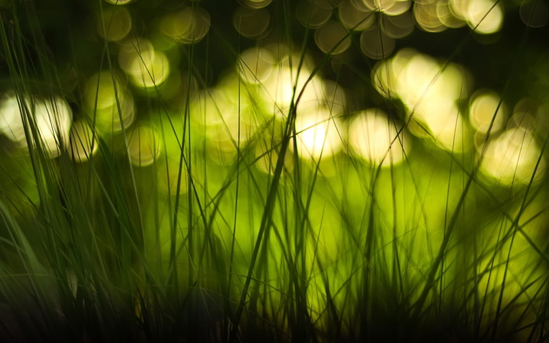 bokeh, blurred, macro, 1080P, grass, monochrome, Green, field, nature, depth, lights
