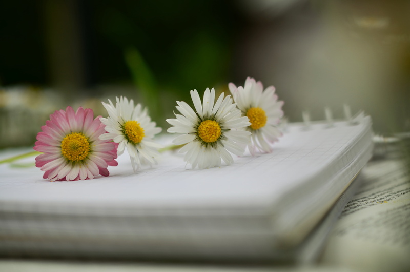 focus, blank pages, book, shallow, pollen, flower, white, purple, tranquility, daisies, 4K, meadow, selective focus, flowers, photography, freshness, flowering plant