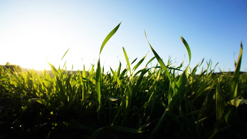 macro, blurred, grass, nature, 1080P, clear sky, green, landscape, depth of field