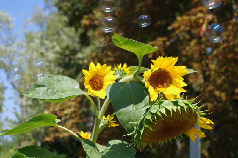 green color, happy, yellow, summer, beauty in nature, 5K, outdoors, plant, flower, sunflower, fragility, beautiful, fun, sky, close-up, flower head, relax