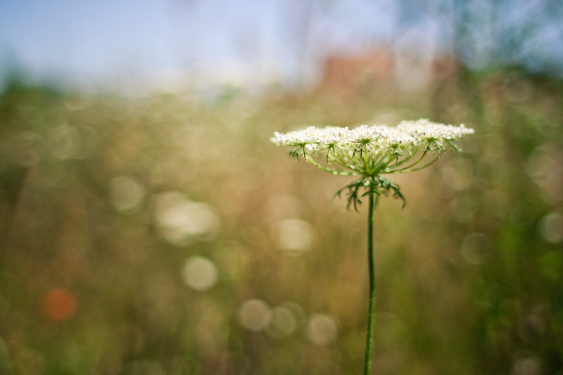 inflorescence, meadow, bokeh, vulnerability, selective focus, Aegopodium Podagraria, fields, no people, flower, close-up, beauty In Nature, nature, defocused