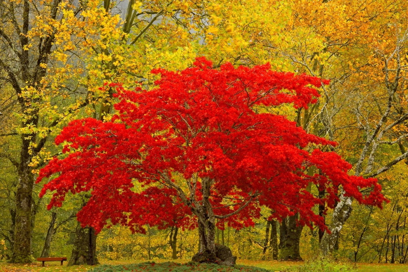 plant part, tranquil scene, beauty In Nature, color Image, leafed, japan, red, multi Colored, woodland, plant, natural condition, lush Foliage, no People