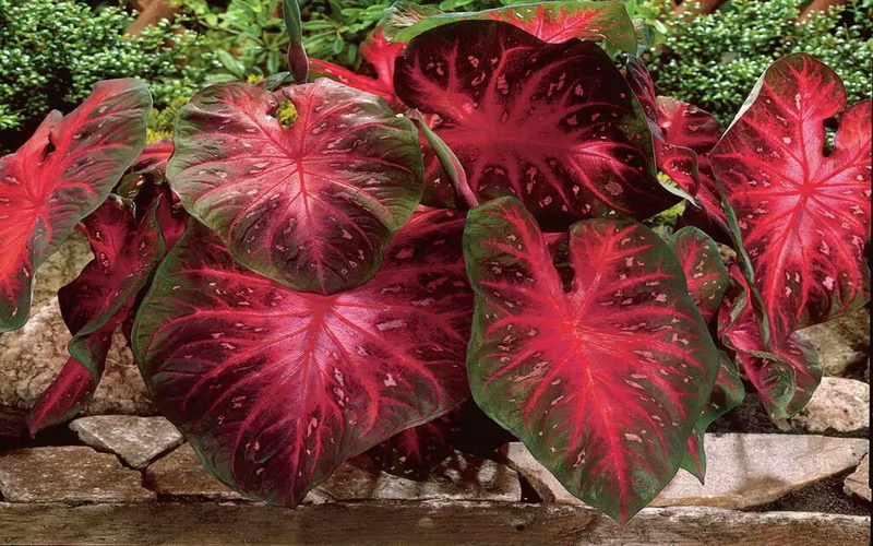 leaves, caladium, flash, 1080P, green, large, red, hot, hearts, light, edges, bulbs, manage, humid, places
