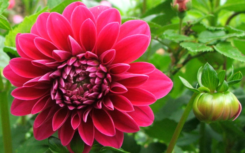 phones, laptops, red, dahlia, mobile, bud, flower, 1080P, hd