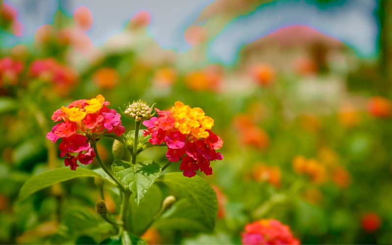 growth, no People, decoration, formal Garden, season, nature, red, flower Head, flower, leaf, flowering plant, vulnerability, focus on foreground, springtime