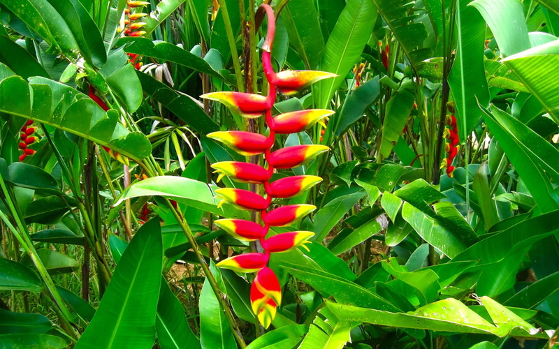 red, plants, exotic, hd, flowers, 1080P, heliconia, tropical