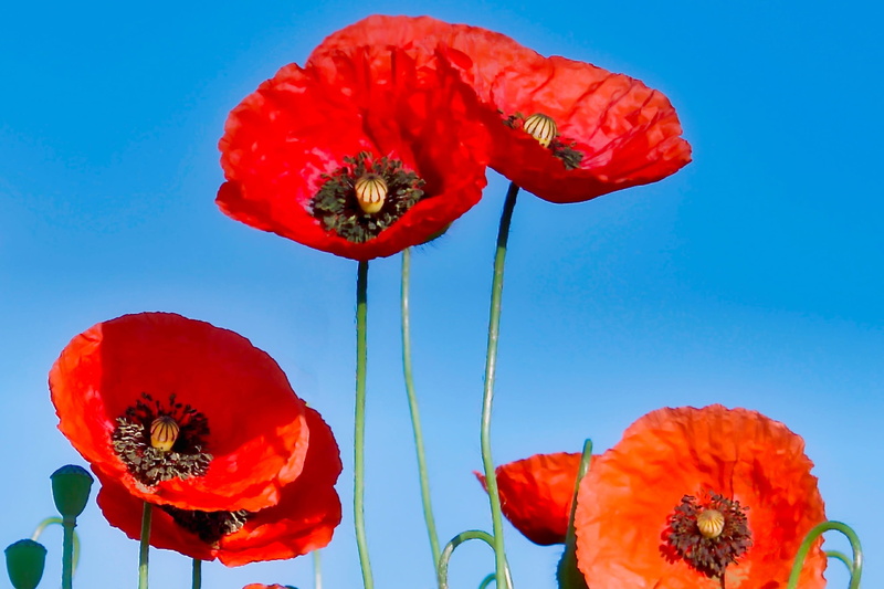 freshness, blossom, wild flower, flower head, poppy flower, flowers, blue background, nature, flower, vulnerability, valentines day - holiday, no people