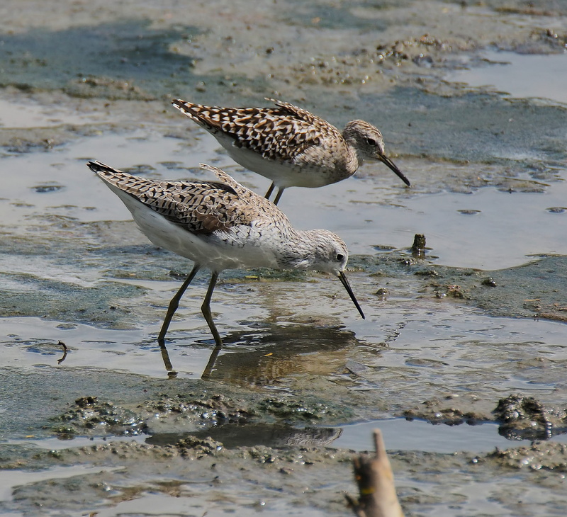 sand, green, wild, marsh, water, migratory, wood, shorebird, beach, shank, avian, day, selective focus, seagull, natural, animals in the wild, piper, nature