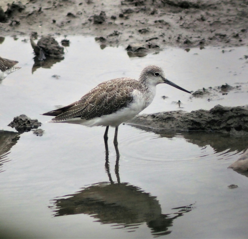 2K, reflection, water, vertebrate, day, animal neck, beach, animal wildlife, no people, beak, animal themes, animal, green, one animal, lake, outdoors