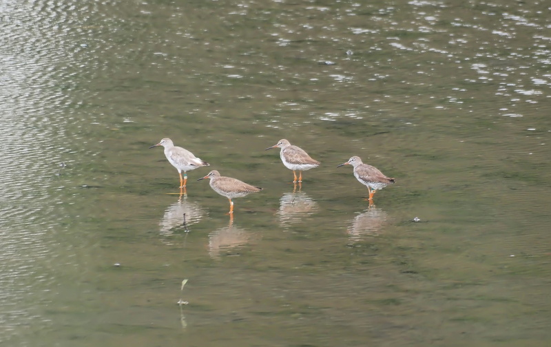 vertebrate, no people, animals in the wild, lake, waterfront, bird, outdoors, red shank, wild, rippled, beauty in nature, common, wildlife, animal, animal themes