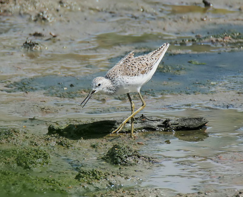 focus on foreground, bird, seagull, water, shank, no people, wild, waterfront, animal wildlife, migratory, day, shorebird, wilderness, animal themes, 2K