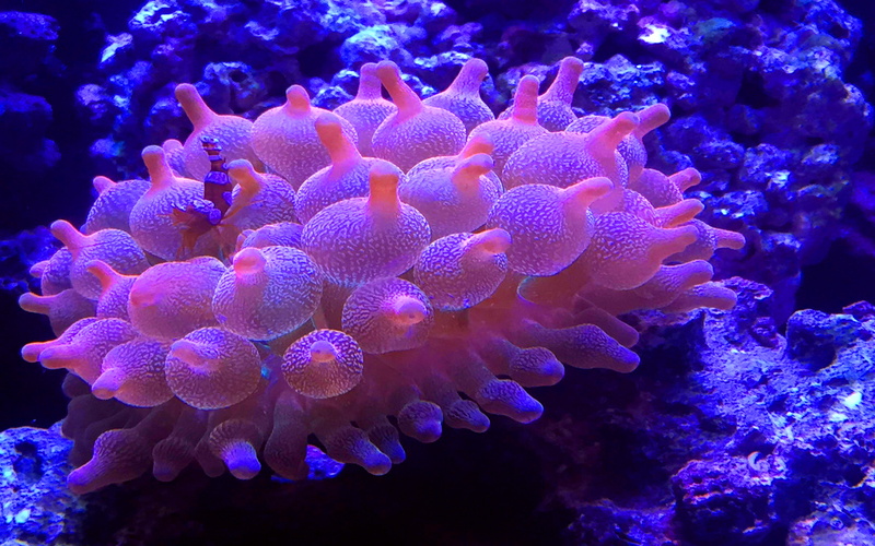  4K, anemona, tip, entacmaea, hd, quadricolor, bubble