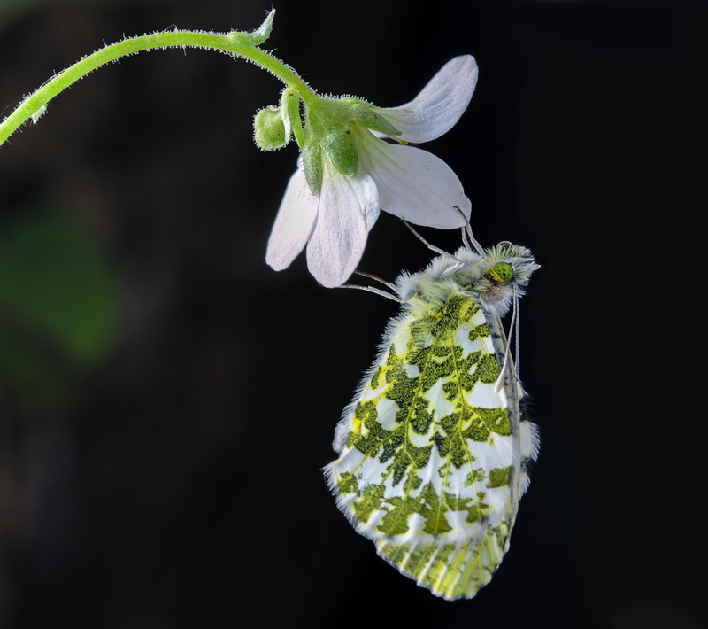 growth, black background, flower, freshness, feeding, no people, antenna, antennae, leaf, outdoors, orange, flower head, orange-tip, fragility, focus on foreground