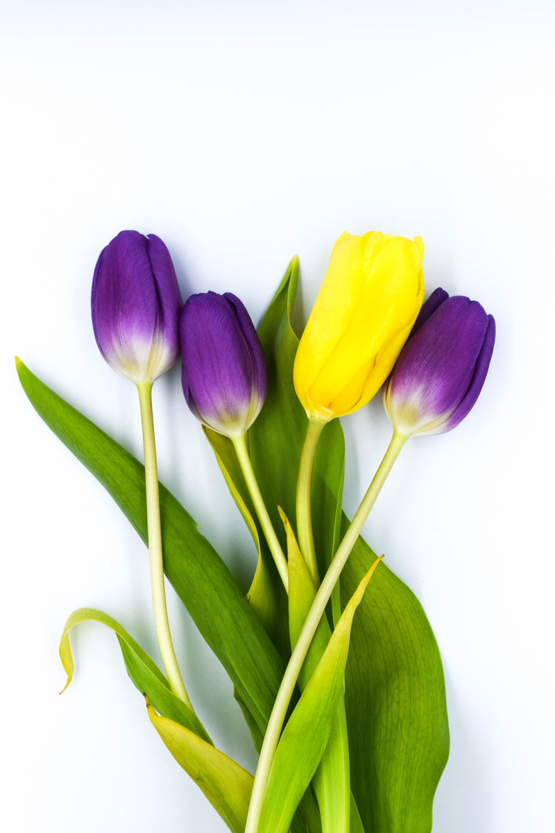 flower, bouquet, petal, leaf, one, garden, flower head, nature, tulips, flowers, indoors, no people, purple, studio shot, three, iris, vulnerability, springtime