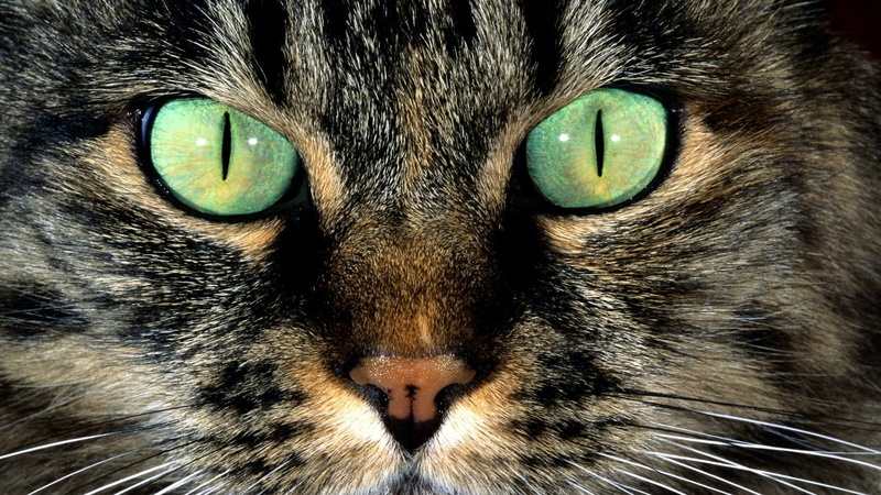 domestic cat, no people, portrait, snout, 1080P, s, animal eye, tabby, domestic, fur, cat, animal themes, mammal, close-up, vertebrate, looking at camera