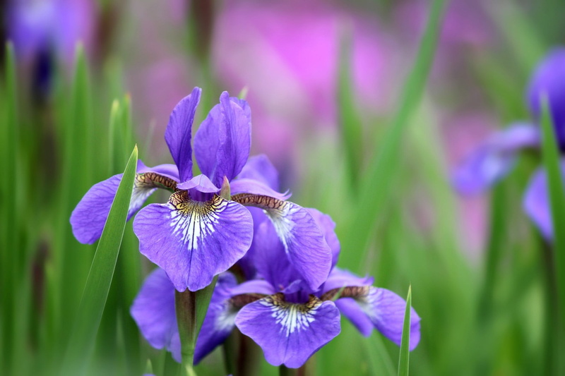 petaled, petal, blue, lilac, iris, flower Head, petals, botany, beauty In Nature, nature, pollination, inflorescence, close-up, iris - plant, day, growth