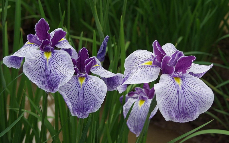 macro, outdoors, petal, freshness, springtime, flowering plant, purple, iris - Plant, leaf, green Color, irises, orchid, iris, close-up, focus on foreground