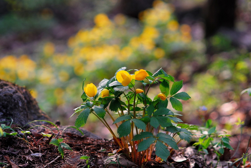beauty in nature, avoid sprouts, freshness, wildflower, inflorescence, yellow, leaf, no people, flower, plant, nature, 4K, flower head, plant part, outdoors