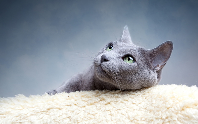 2K, Cat, grey, Attention, Divert, Gray, short, hair