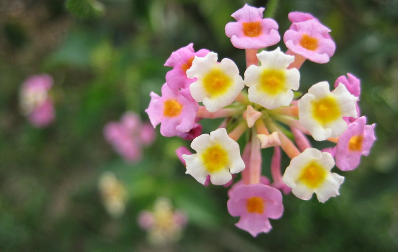 focus on foreground, bokeh, pink color, flowers, plants, beauty in nature, petal, plant, fragility, nature, macro, outdoors, flower, growth, flower head