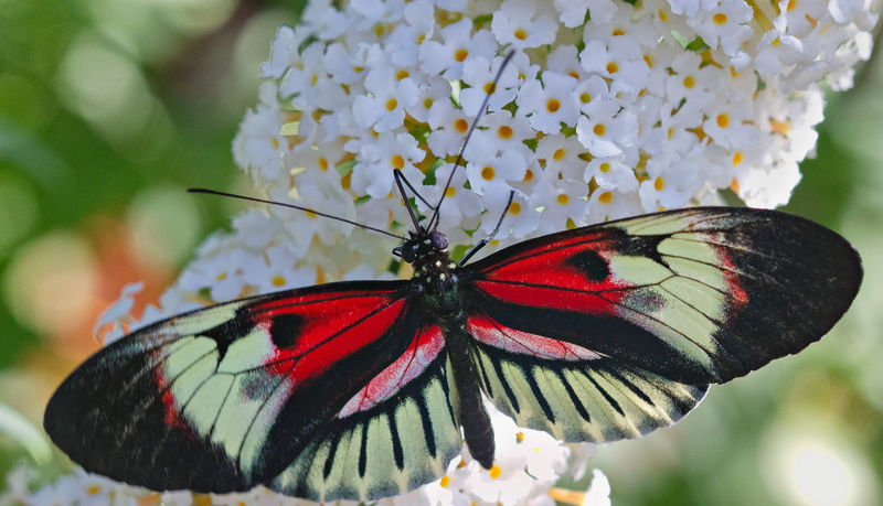 butterfly - insect, animals, vulnerability, no people, flower head, animal themes, 1080P, pollination, animal, insect, focus on foreground, butterfly