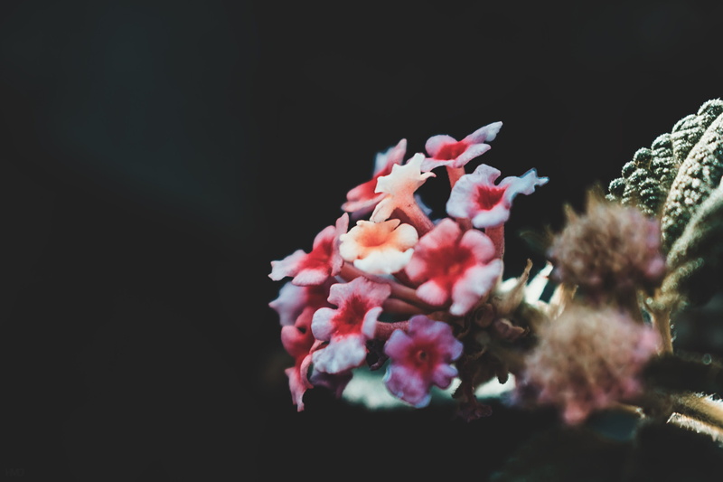 selective focus, fragility, plant, petal, blooming, leaf, inflorescence, colors, nature, blossom, bloom, pink color, blur, petals, beauty in nature, environment