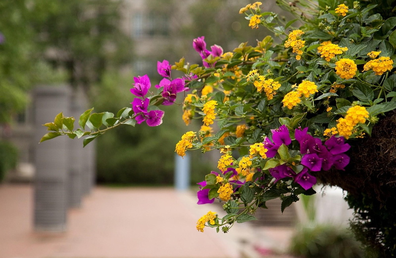 close-up, flowers, backgrounds, bouquet, flowerbed, plant, season, flower, leaf, nature, green Color, flowering, inflorescence, focus on foreground, fragility