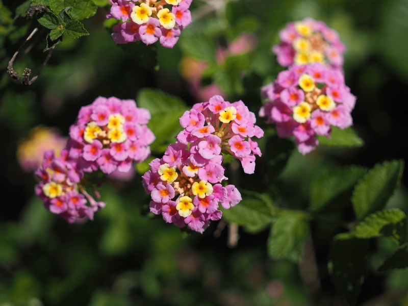 fragility, close-up, plant, purple, verbenaceae, natural, ornamental garden, pink color, day, inflorescence, nature, beauty in nature, flower head, growth