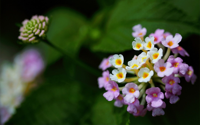  2K, petal, plant, flowering plant, growth, springtime, outdoors, bokeh, freshness, inflorescence, lantana, nature, flower head, flower, flower arrangement