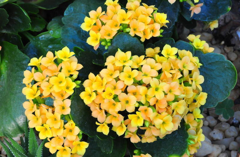 petal, growth, leaf, summer, freshness, season, flowers, beauty In Nature, flower, decoration, yellow, petaled, pebbles, springtime, fragility, nature