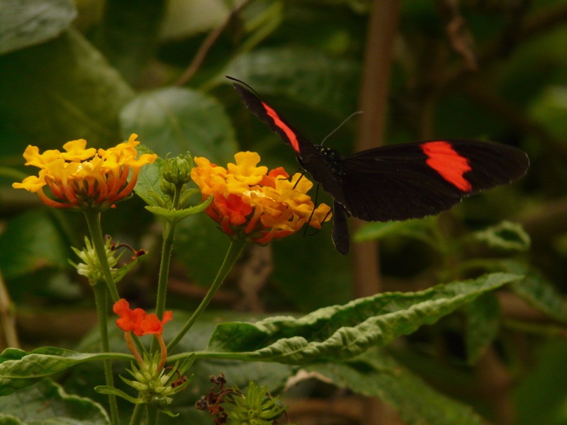 orange, passionsblume butterfly, one animal, garden, 2K, flowering plant, Butterfly, fragility, beauty in nature, blossom, vulnerability, verbenaceae