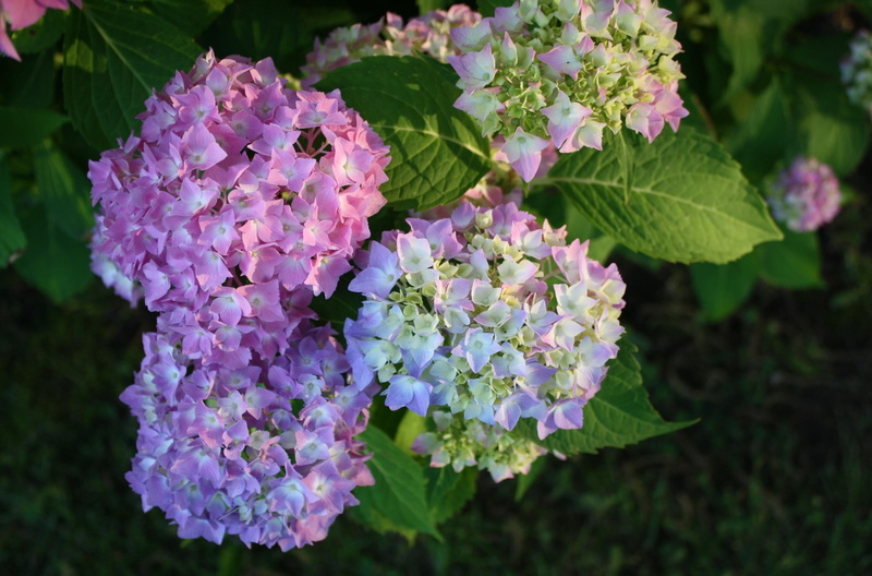 blue, plant, tree, fragility, blossom, petaled, outdoors, no People, balls, bloom, flower Head, flowering plant, freshness, close-up, lilac, bush, colorful