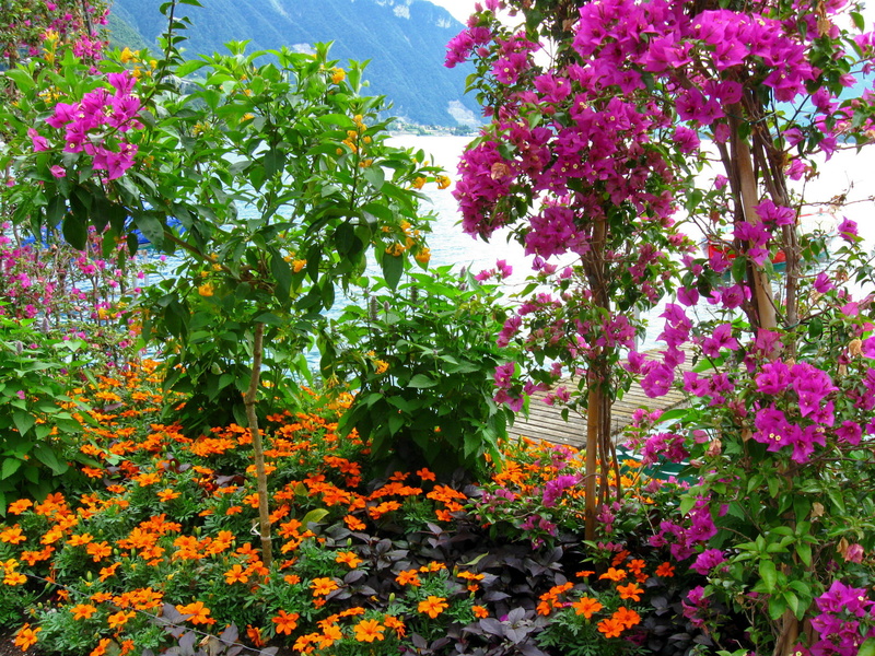 lantana, 1080P, bougainvillea, tree