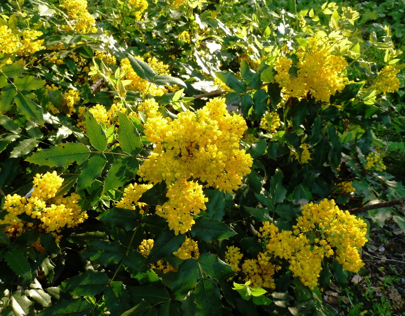 vulnerability, summer, may, spring, lantana, yellow, growth, flowers, grape, petal, branch, 1080P, inflorescence, close-up, nature, herbs, springtime