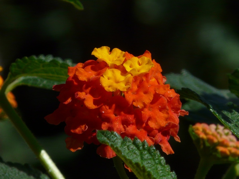 nature, flowering plant, close-up, orange, no people, plant part, lantana camara, 2K, bloom, ornamental plant, garden, verbena greenhouse, inflorescence